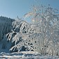 Schneestrauch