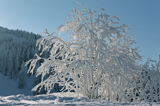 Schneestrauch