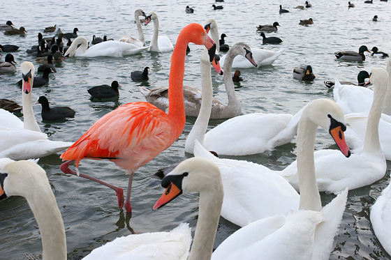 Chileflamingo x Kubaflamingo Hybrid, Phoenicopterus chilensis x Phoenicopterus ruber (MOLINA, 1782, LINNAEUS, 1758)