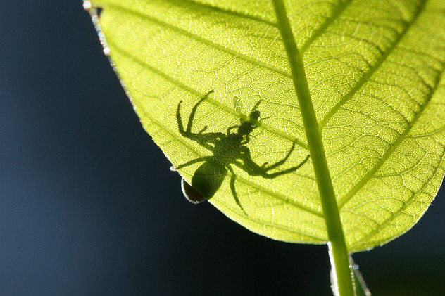 Krabbenspinne