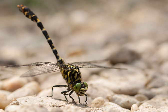Kleine Zangenlibelle, Onychogomphus forcipatus (LINNAEUS, 1758)