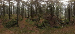 Fichten / Tannen Hochwald