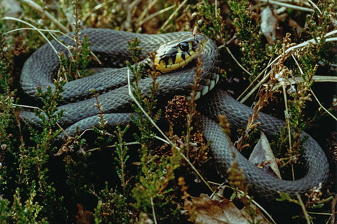 Ringelnatter, Natrix natrix (LINNAEUS, 1758)