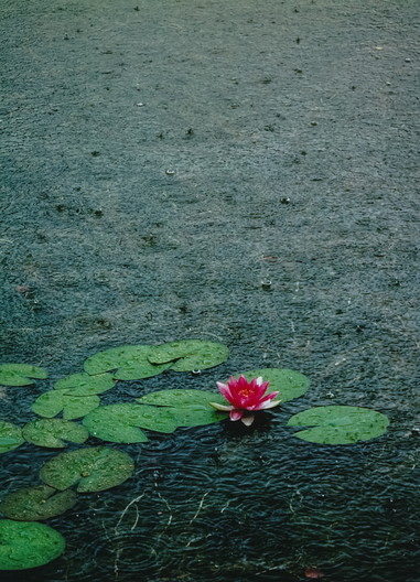 Seerose, Nymphea spec.