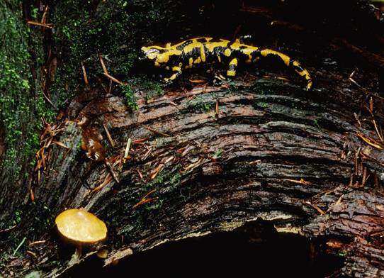 Feuersalamander