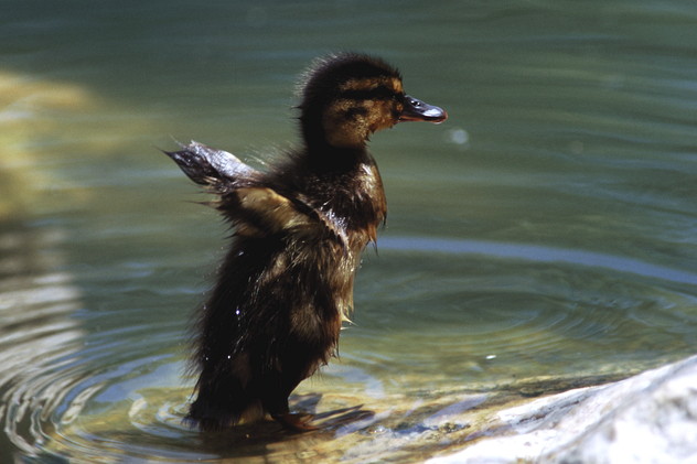 Stockente