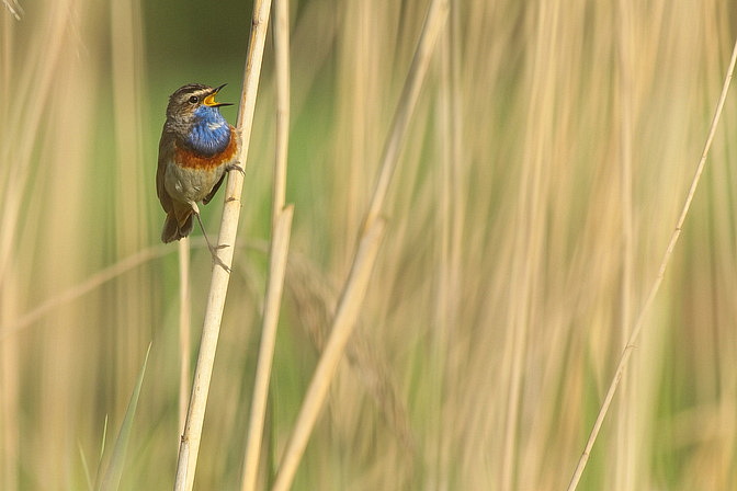 Weißsterniges Blaukehlchen, Luscinia svecica cyanecula (LINNAEUS 1758)