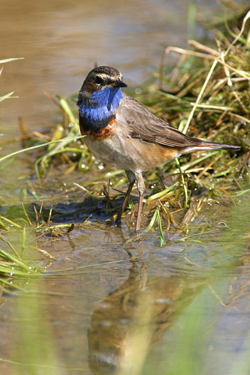 Blaukehlchen