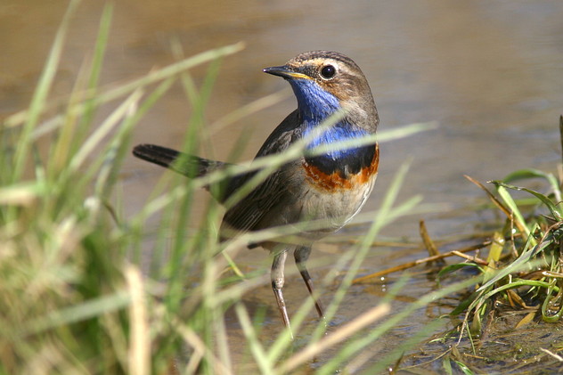 Blaukehlchen