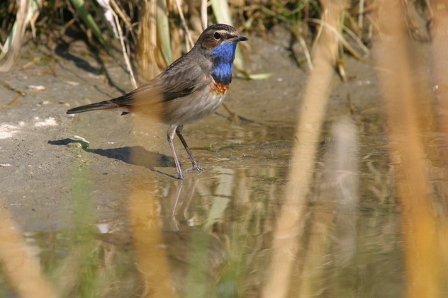 Blaukehlchen