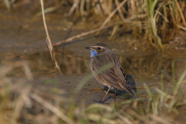 Blaukehlchen