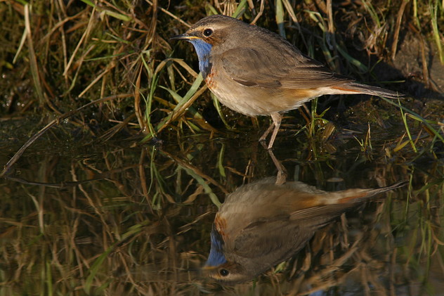 Blaukehlchen
