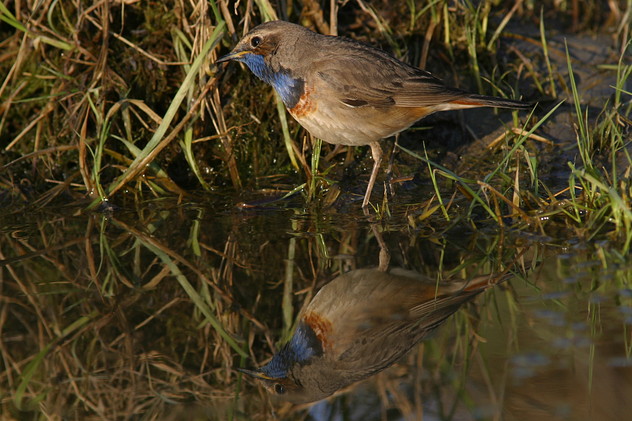 Blaukehlchen