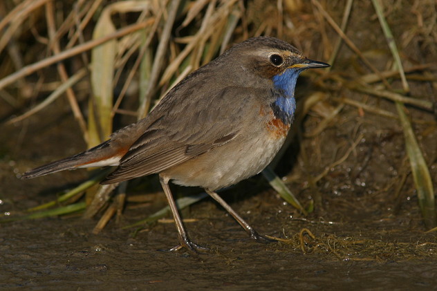 Blaukehlchen