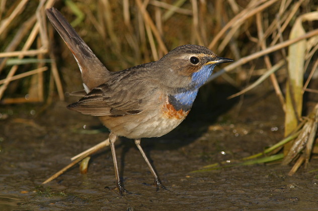 Blaukehlchen