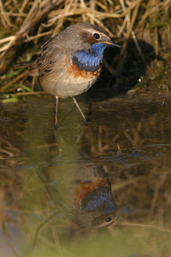 Blaukehlchen