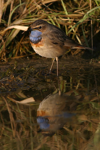 Blaukehlchen