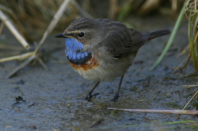 Blaukehlchen