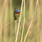 Wei&szlig;sterniges Blaukehlchen
