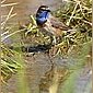 Blaukehlchen