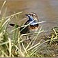 Blaukehlchen