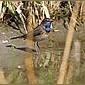 Blaukehlchen