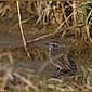 Blaukehlchen
