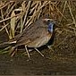 Blaukehlchen