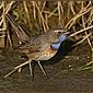 Blaukehlchen