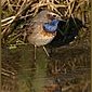 Blaukehlchen