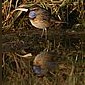 Blaukehlchen