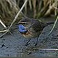 Blaukehlchen