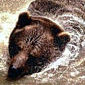 Braunb&auml;r