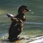 Stockente