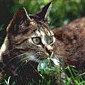 Hauskatze