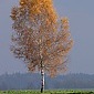 November