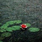 Seerose