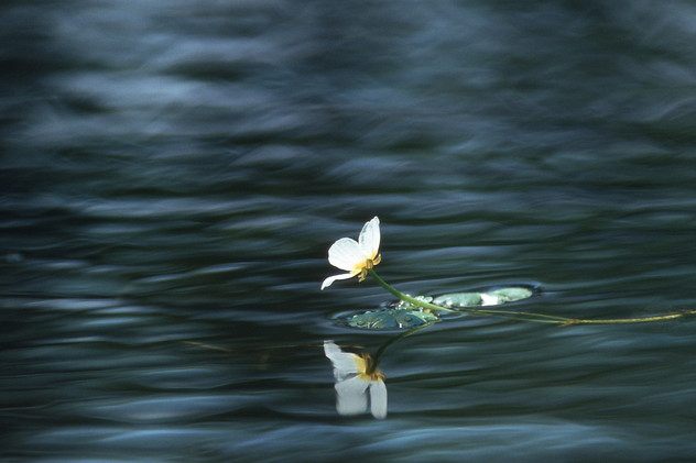Wasserhahnenfuß, Ranunculus spec.