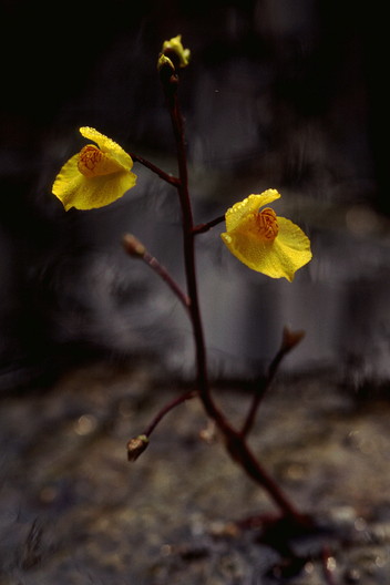 Gewöhnlicher Wasserschlauch, Utricularia vulgaris (LINNAEUS, 1753)