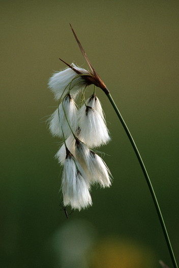 Breitblättriges Wollgras